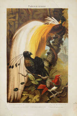 Брем А. Э. Жизнь животных Брэма. Сокращенное издание для школы и домашнего чтения. [В 3 т.]. Т. 1-2. СПб., 1909.